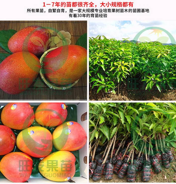 新品种澳芒芒果果树苗批发 果大肉厚香甜南方果树苗木南方品种