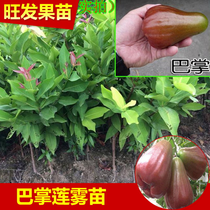 香水巴掌莲雾嫁接果苗 广西莲雾苗品种纯正有保证 果大植当年结果