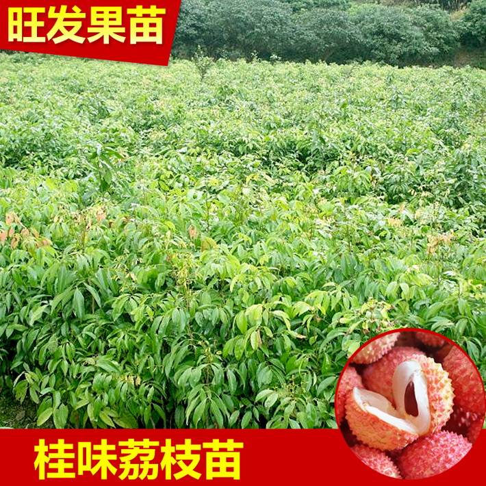 大量供应 优质 桂味荔枝苗 白糖罂荔枝苗 大量供应 价格优惠