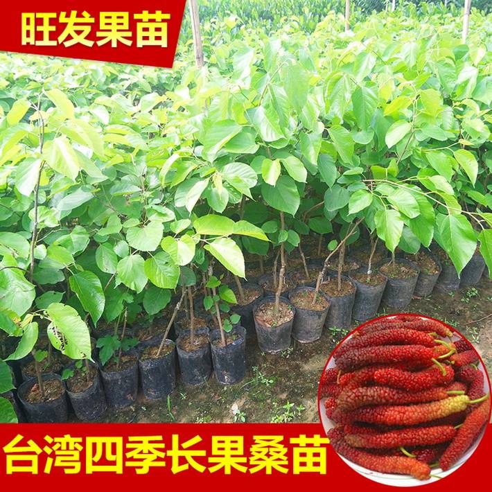新品种台湾四季长果桑苗嫁接苗  桑葚果树苗比普通大10倍丰产