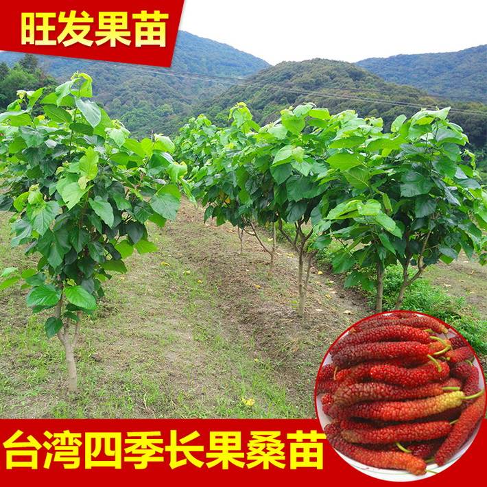 新品种台湾四季长果桑苗嫁接苗  桑葚果树苗比普通大10倍丰产