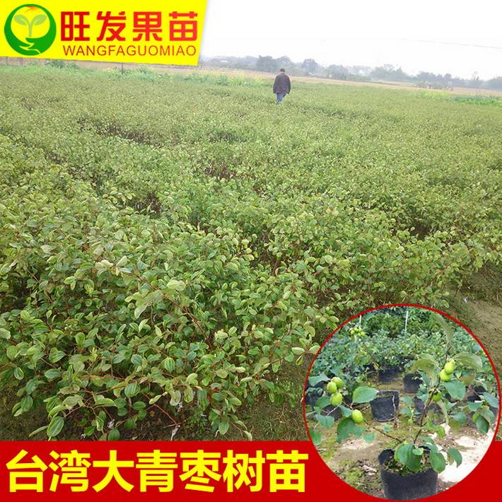 大量供应台湾大青枣苗蜜丝枣嫁接苗 果实清脆可口 高产效益好