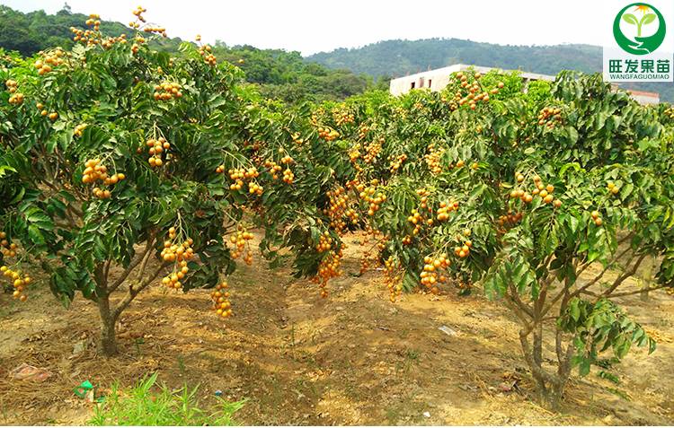 供应黑皮黄皮苗嫁接苗新品种 果大核少甜度高 盆栽地栽种植黑皮黄皮果树苗