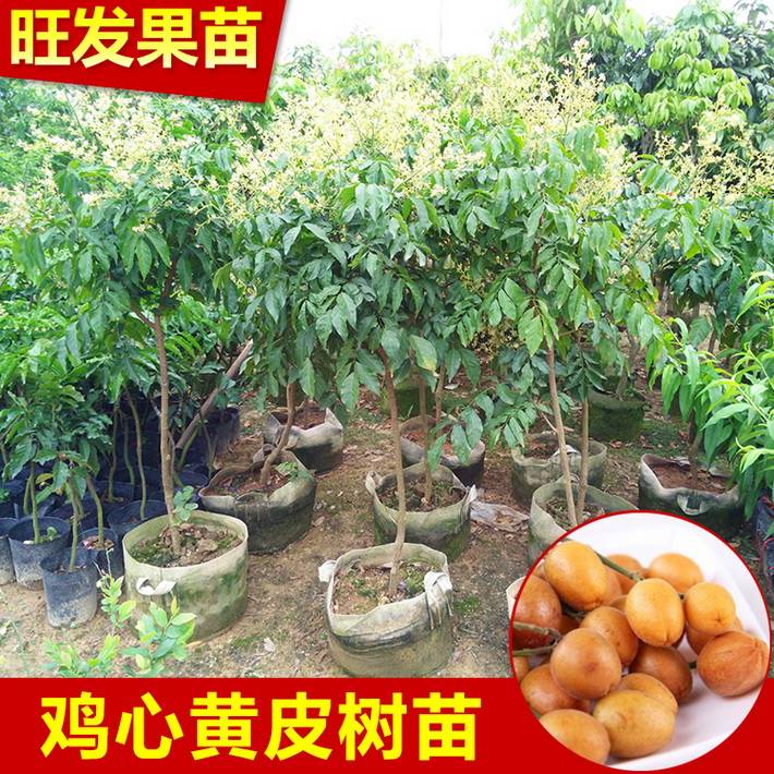 基地直销 鸡心黄皮苗嫁接苗 果肉厚核小很甜 量大价格优惠