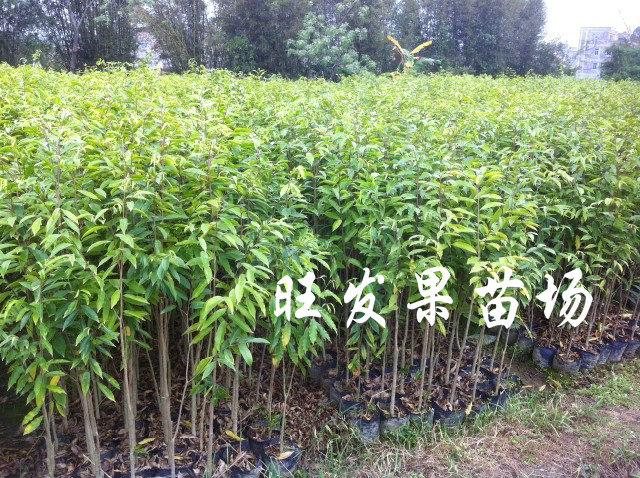 沉香苗广东沉香苗大量现苗