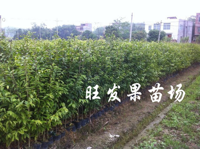 沉香苗广东沉香苗大量现苗