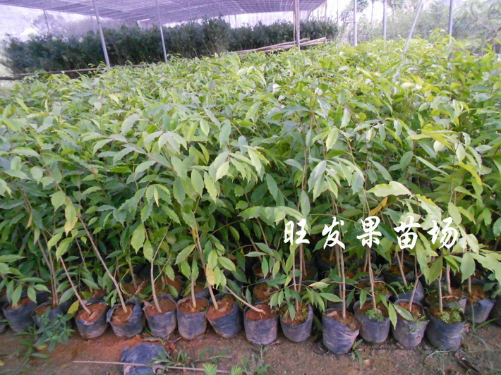 沉香苗广东沉香苗大量现苗