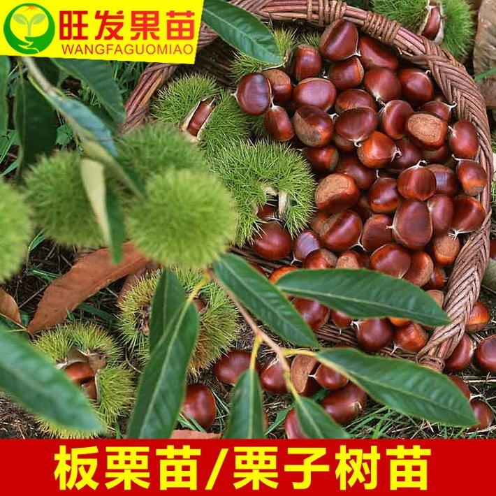 正宗板粟苗嫁接苗凤栗树苗 粉栗果树苗 南北种植干果苗