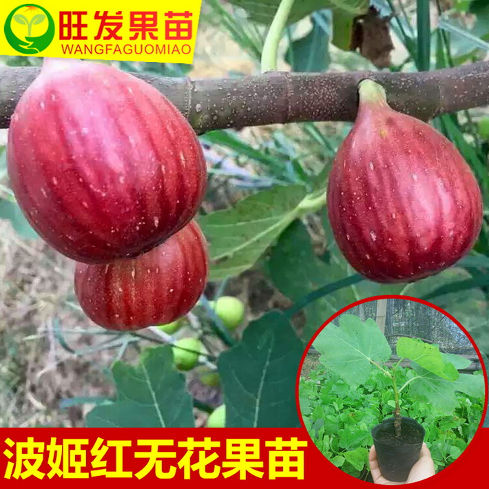 正宗台湾波姬红无花果树苗可盆栽无花果苗南北方种植当年结果