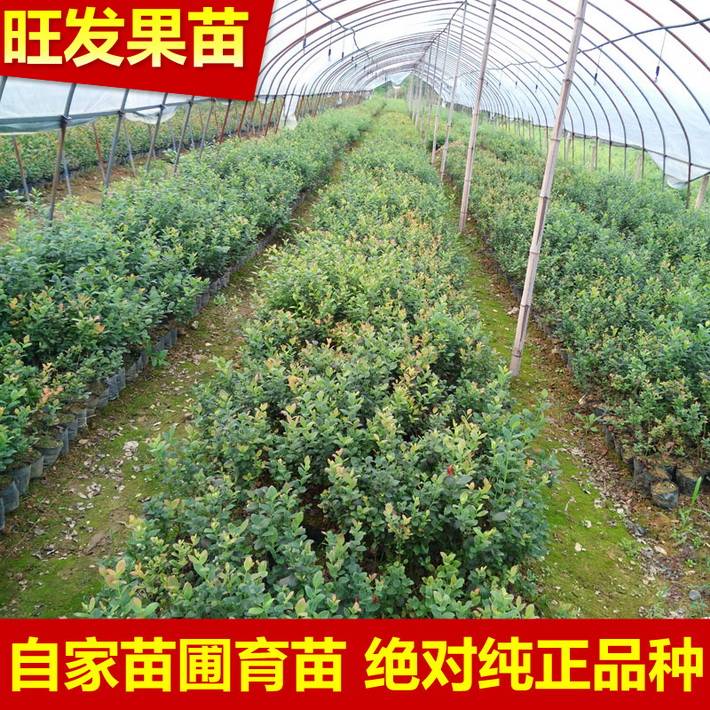 大量供应南方蓝莓苗 南高丛蓝莓密斯蒂蓝莓苗可盆栽地栽