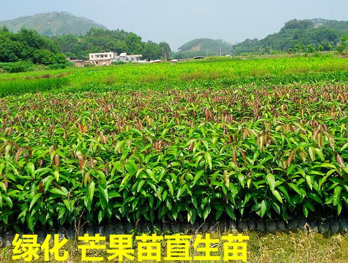 芒果直生苗基地