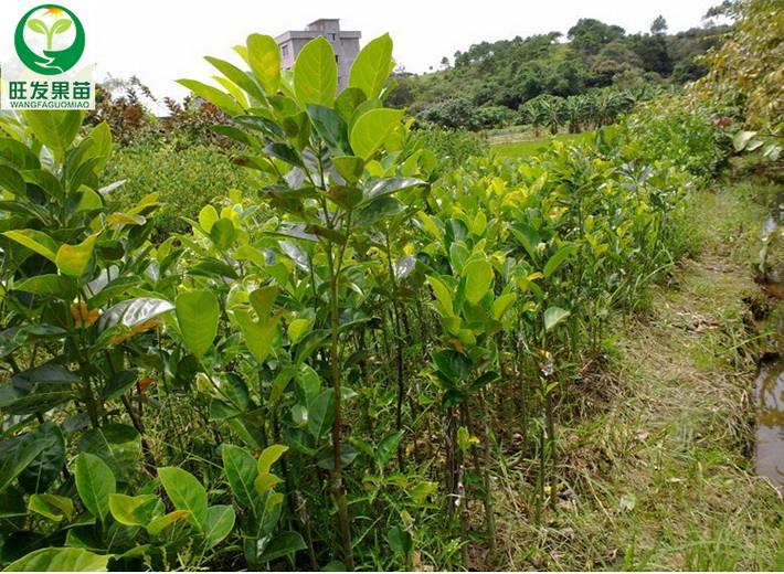 海南大树菠萝蜜基地