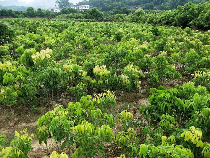 妃子笑荔枝苗基地