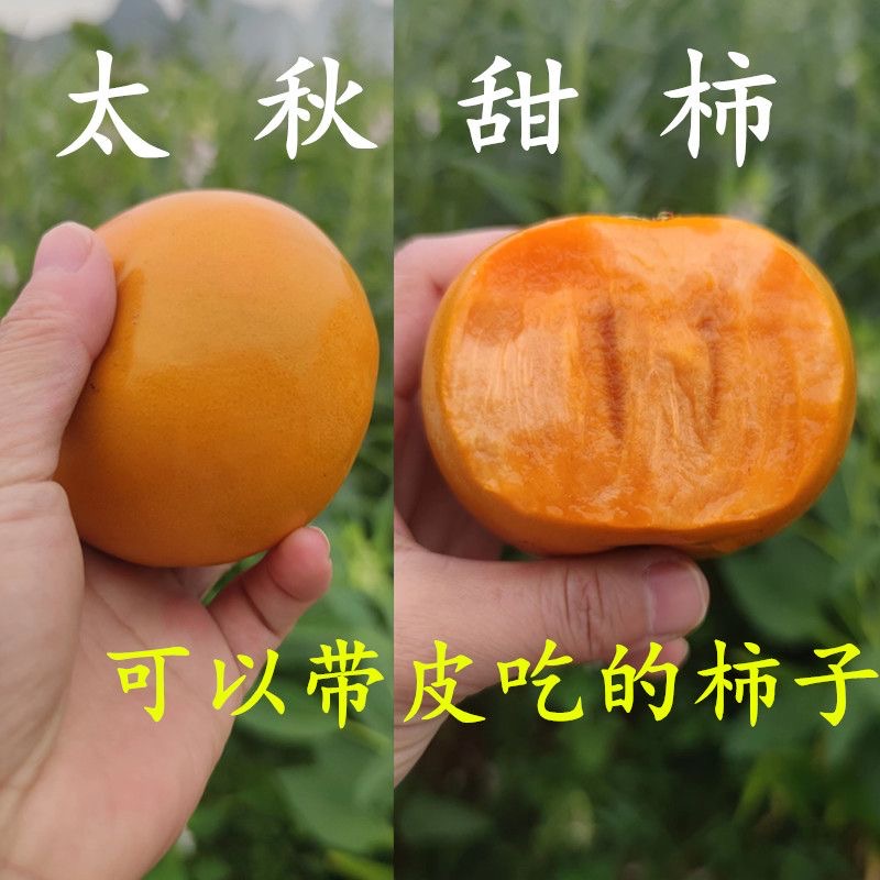 太秋（大秋）脆甜柿子苗优良新品种嫁接苗 摘下来就可以吃的柿子