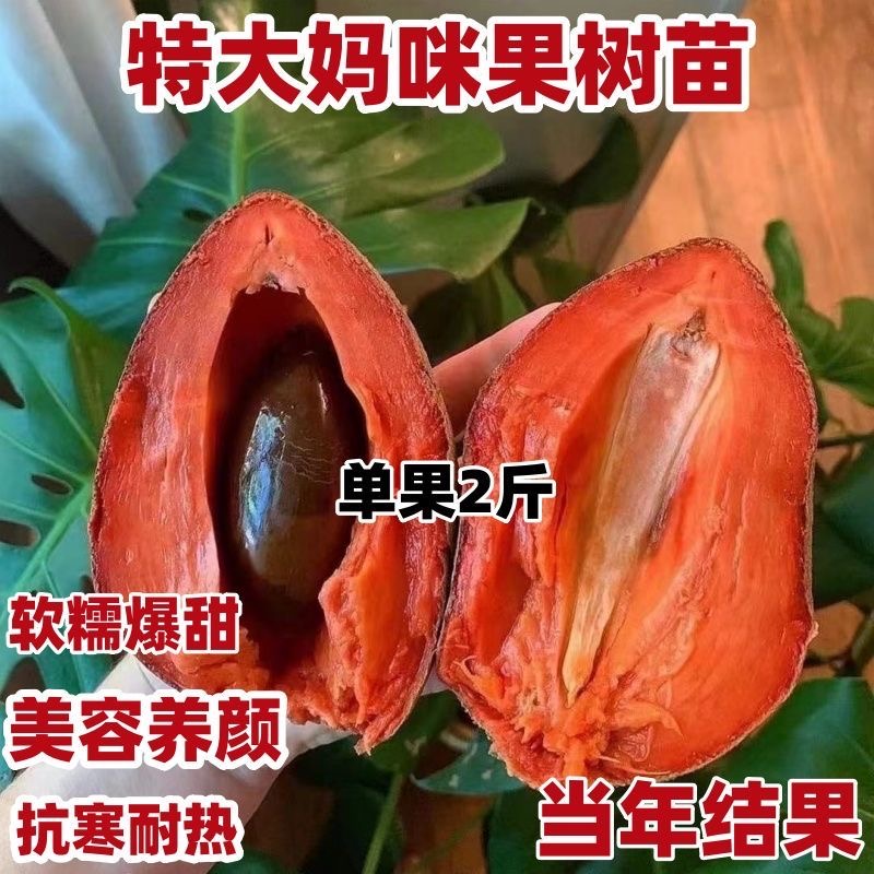 妈咪果又名麻咪果苗嫁接苗新品种 马加纳妈咪果苗潘婷妈咪果苗