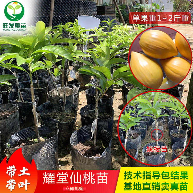 耀堂仙桃蛋黄果苗新品种 鸡蛋果苗嫁接苗 果大果肉香甜产量高