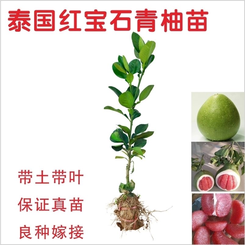 泰国红宝石柚子苗 青柚树苗青皮柚子树苗蜜柚苗嫁接苗优良品种