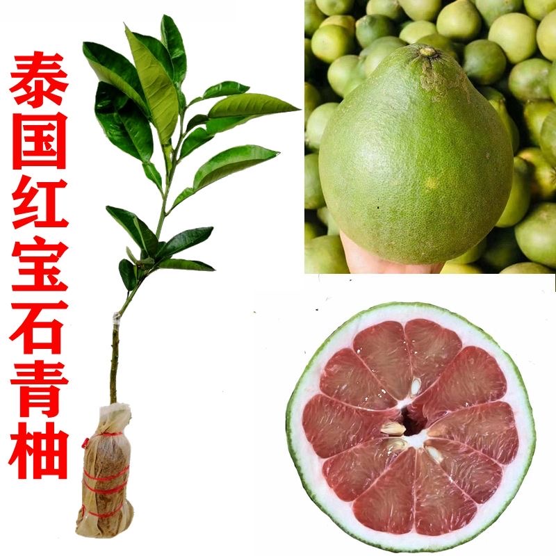 泰国红宝石柚子苗 青柚树苗青皮柚子树苗蜜柚苗嫁接苗优良品种