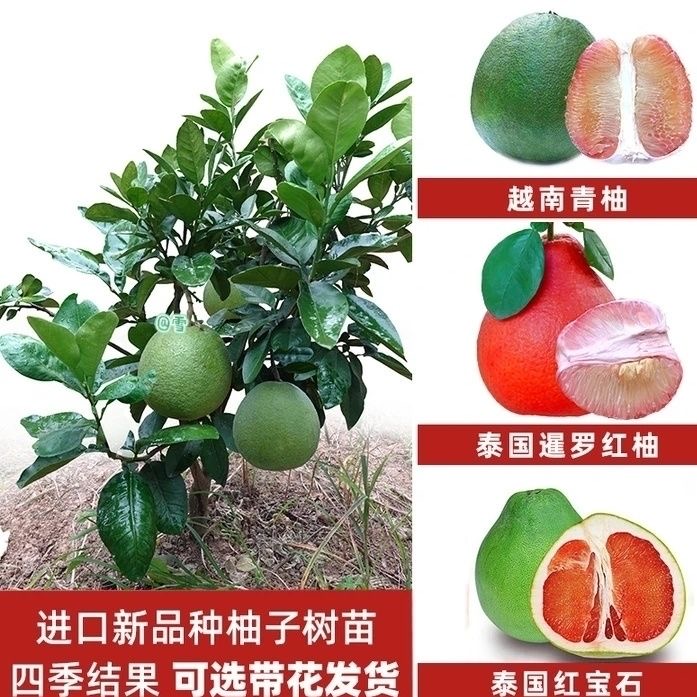 泰国红宝石柚子苗 青柚树苗青皮柚子树苗蜜柚苗嫁接苗优良品种