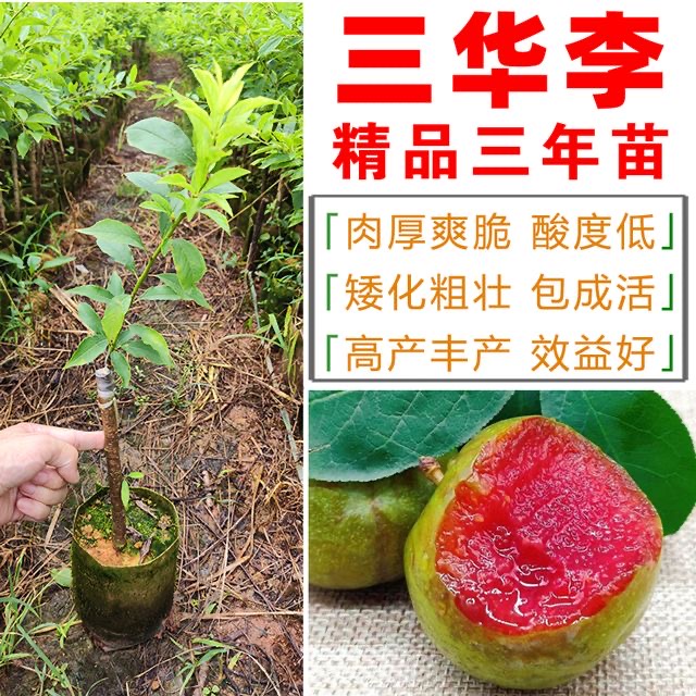 供应三华李/南华李/李子苗迟熟晚熟李子苗品种基地直销