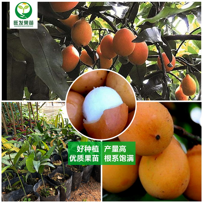 台湾黄金山竹苗阿恰恰山竹苗新品种 产量高地栽盆栽都可以种植