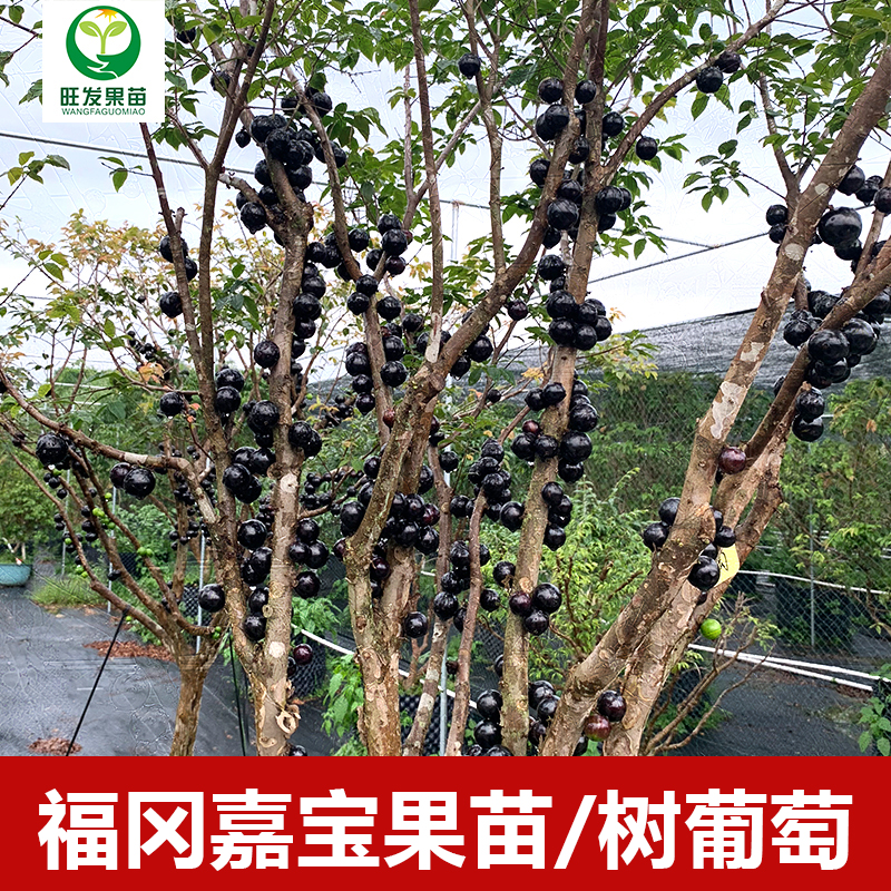 大果福冈嘉宝果苗树葡萄苗 果子有乒乓球大 耐寒品种南北方可以种植