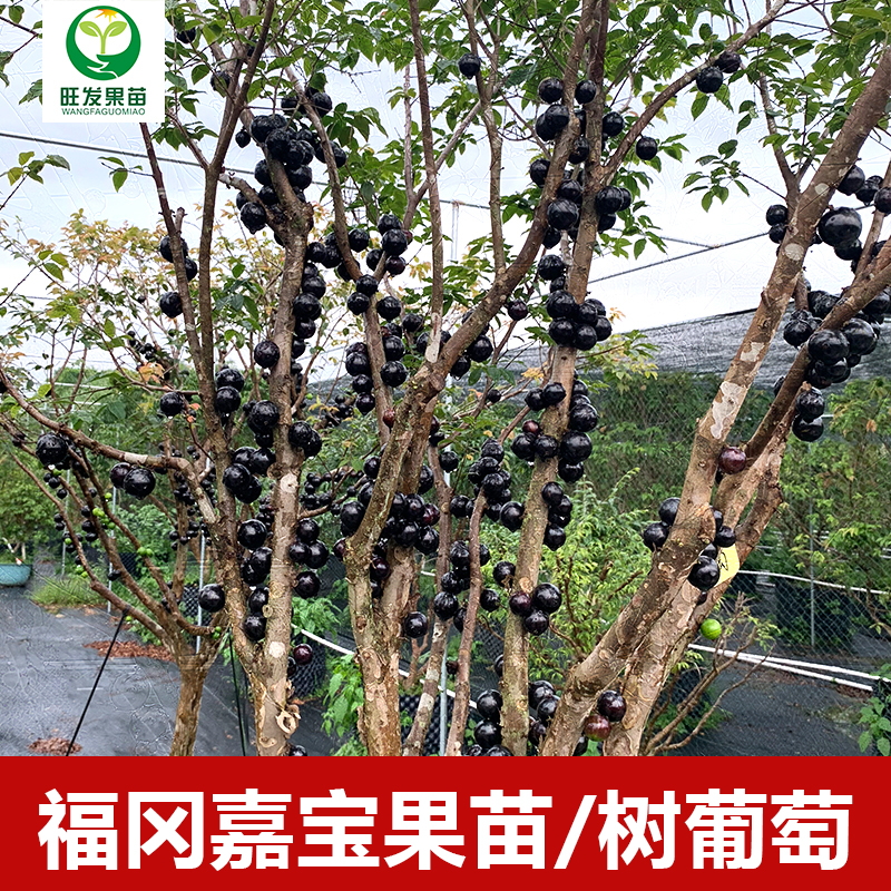 大果福冈嘉宝果苗树葡萄苗 果子有乒乓球大 耐寒品种南北方可以种植