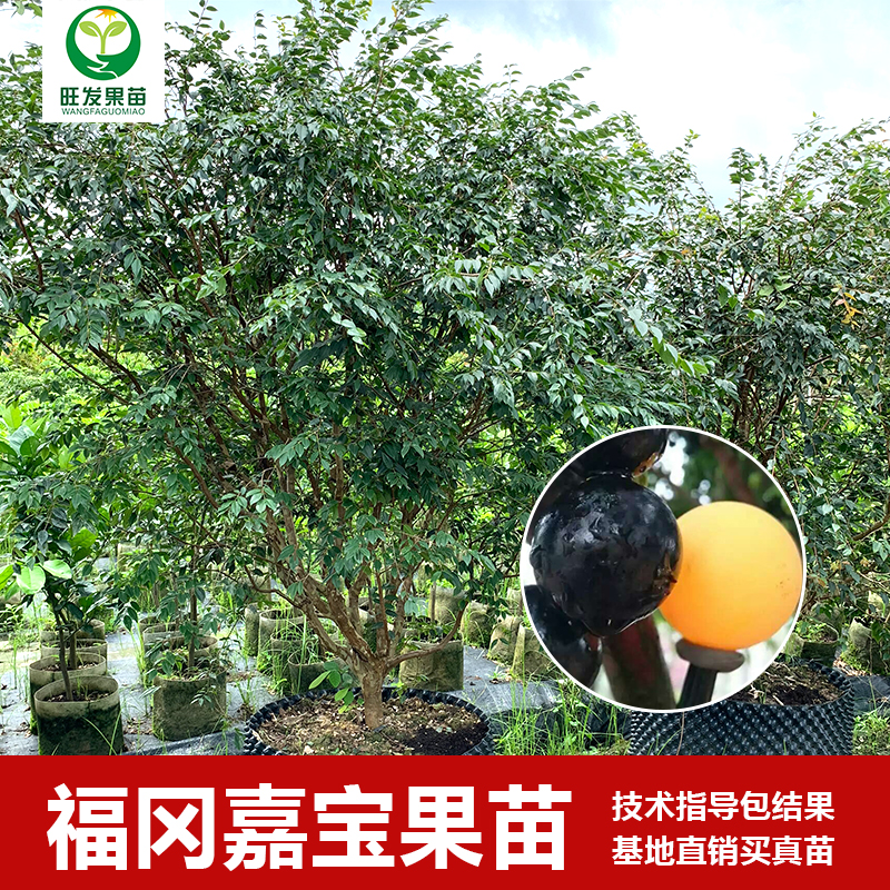 大果福冈嘉宝果苗树葡萄苗 果子有乒乓球大 耐寒品种南北方可以种植