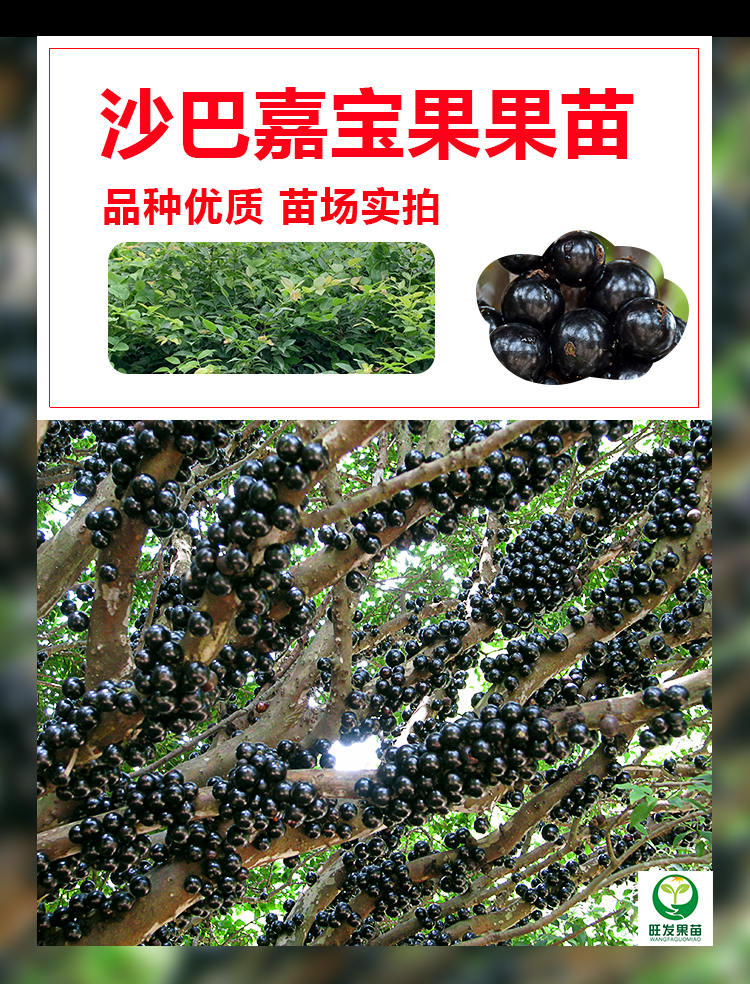 台湾沙巴嘉宝果树葡萄苗  沙巴四季嘉宝果树葡萄树苗耐寒果树苗
