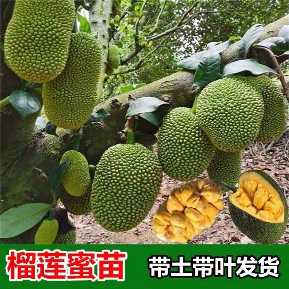 长孟尖榴莲菠萝蜜苗 叶子无毛榴莲蜜苗耐寒品种正品果树苗