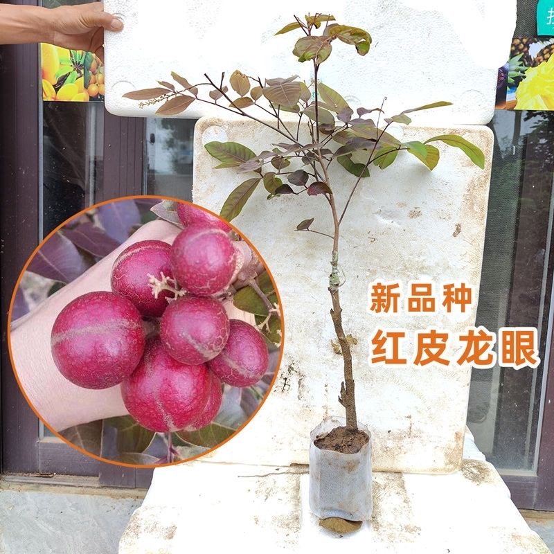 红皮龙眼苗新品种 桂圆果树苗 四季开花结果