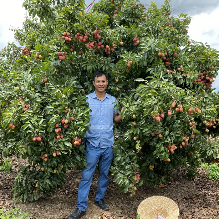 正宗仙进奉荔枝苗基地批苗 嫁接苗高端荔枝品种 大小规格有苗